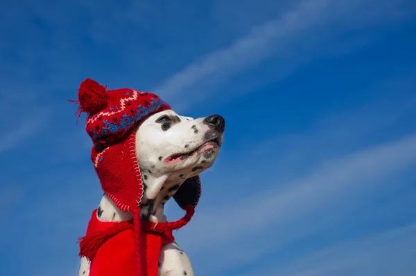 美しいダルメシアン犬 — ストック写真