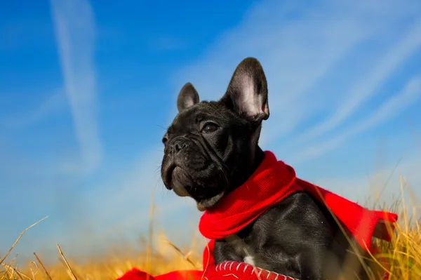 Cachorrinho bulldog francês bonito — Fotografia de Stock