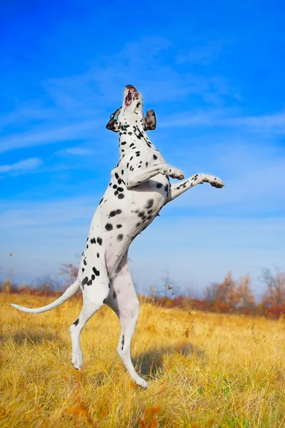 Beautiful Dalmatian dog — Stok fotoğraf