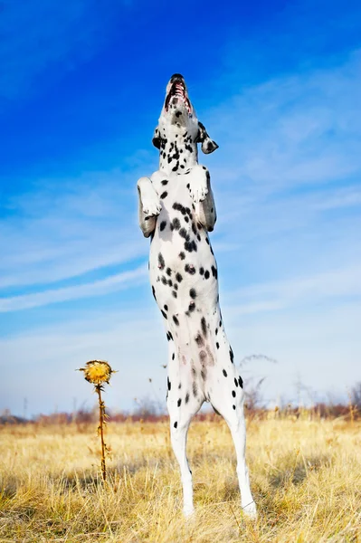 Красивая далматинская собака — стоковое фото