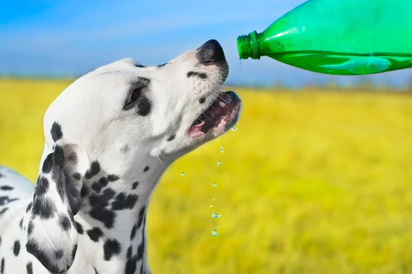 Dog drinking water — Stock Photo, Image