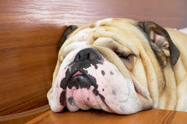 Bulldog slapende portret — Stockfoto