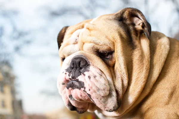 Engels bulldog in het najaar van — Stockfoto