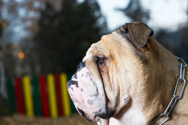 Bulldog Inglés en otoño —  Fotos de Stock