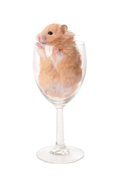 Hamster in glass — Stock Photo, Image