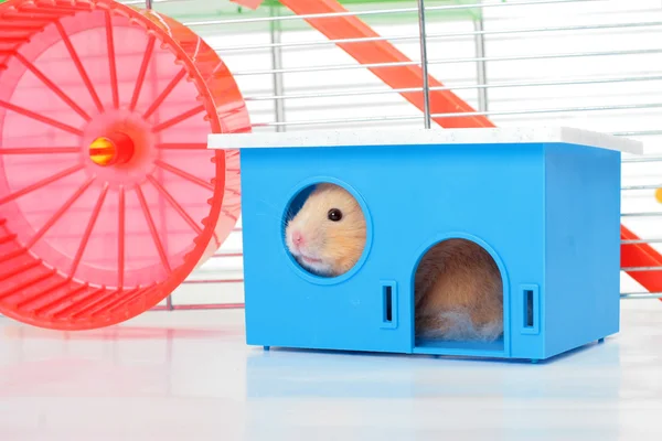 Hamster i hem — Stockfoto