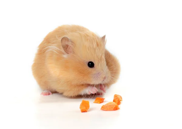 Comendo hamster — Fotografia de Stock