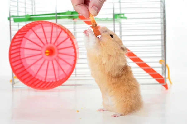 Hamster äter — Stockfoto