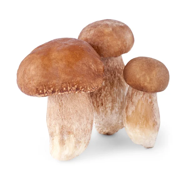 Белые грибы, изолированные на белом фоне — стоковое фото