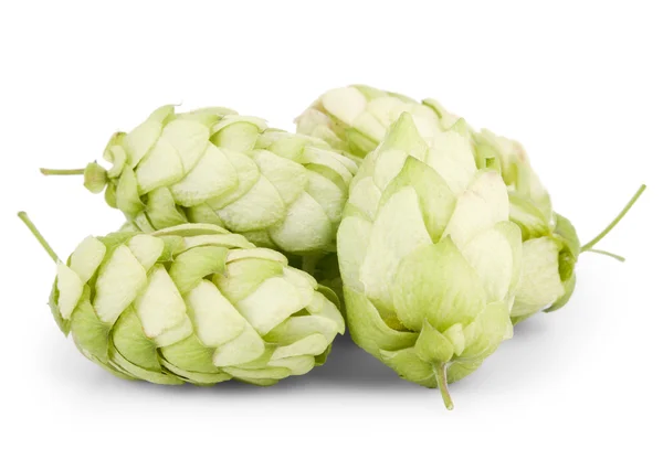 stock image Few hops isolated on a white