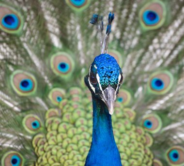 Colorful Peacock in Full Feather. clipart