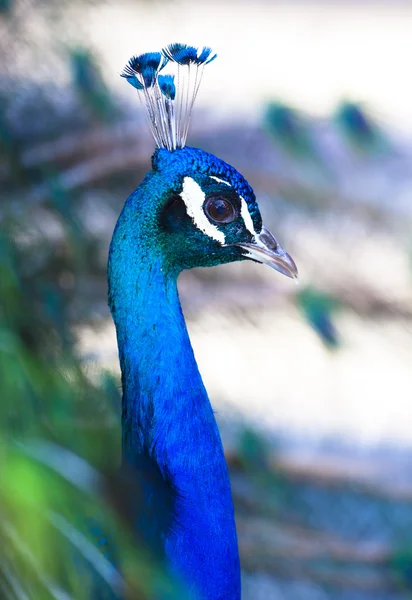 Färgglada peacock i full fjädrar. — Stockfoto