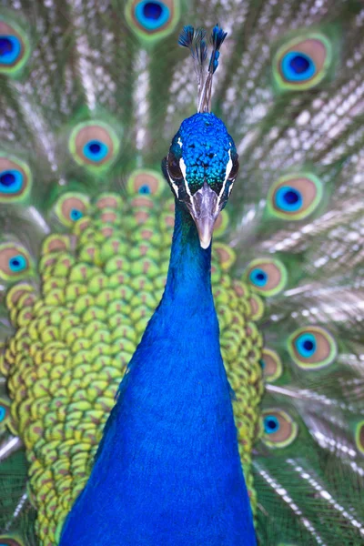 Renkli tam tüy Peacock'da. — Stok fotoğraf