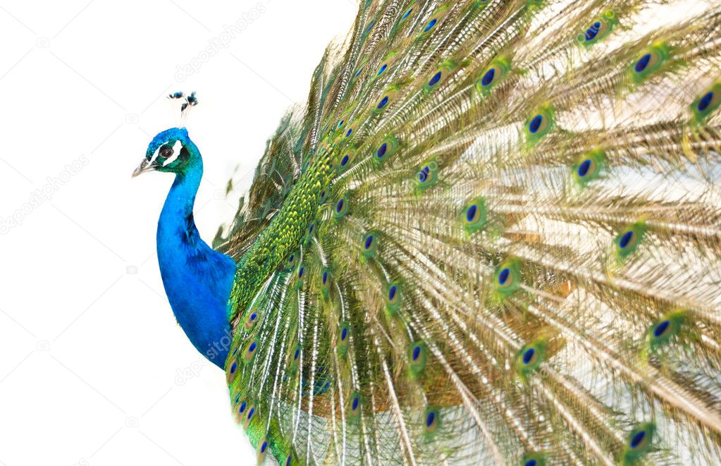 Colorful Peacock in Full Feather.