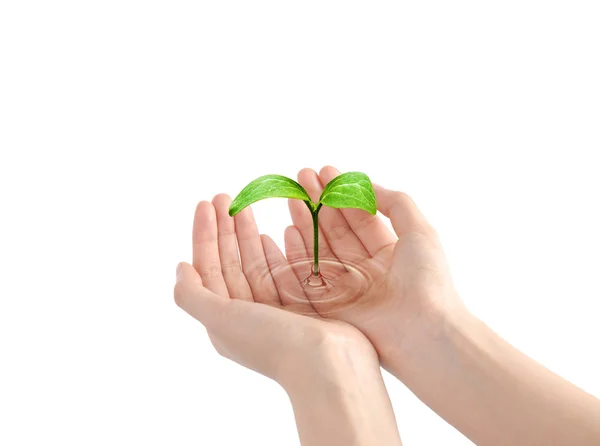 Sprout in human hands in water — Stock Photo, Image