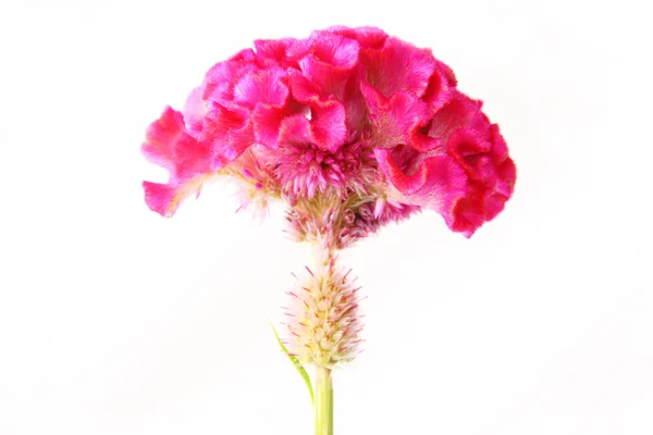 Λουλούδι κόκκινο cockscomb — Φωτογραφία Αρχείου