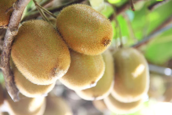 stock image Kiwi fruit