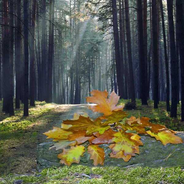 Autumn wooden — Stock Photo, Image