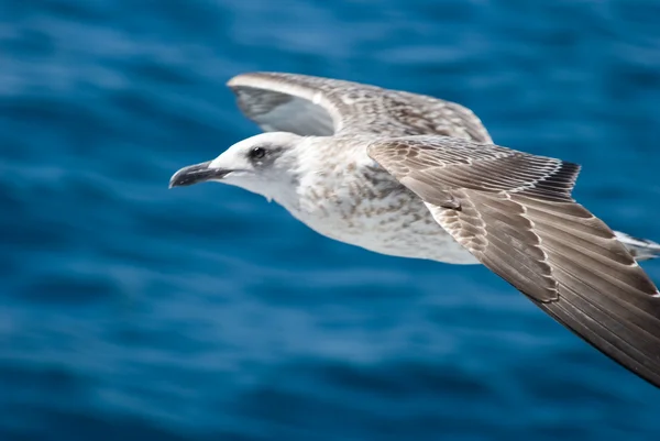 A seagull attack — Stock Photo, Image