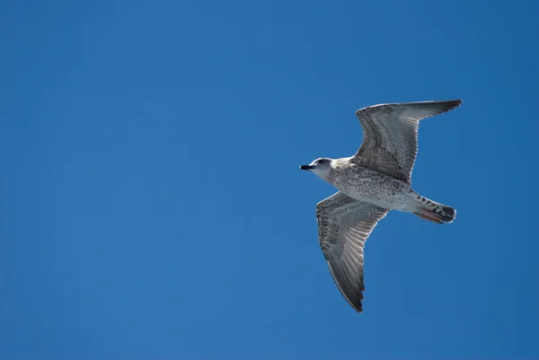 A seagull in the sky — Stock Photo, Image