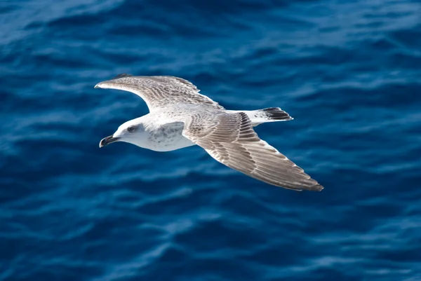 A little seagull — Stock Photo, Image