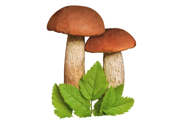 stock image Mushrooms