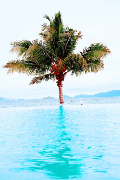 Palma e praia — Fotografia de Stock