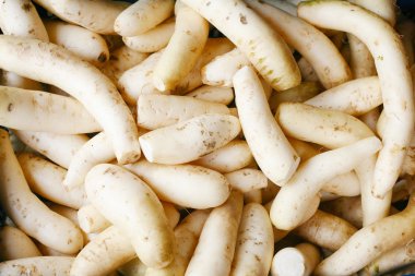 Daikon radish background clipart