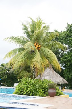 Swimming pool next to a huge palm tree clipart