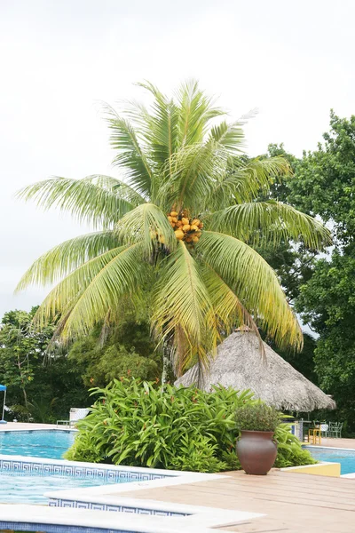 Swimming pool next to a huge palm tree — Stock Photo, Image