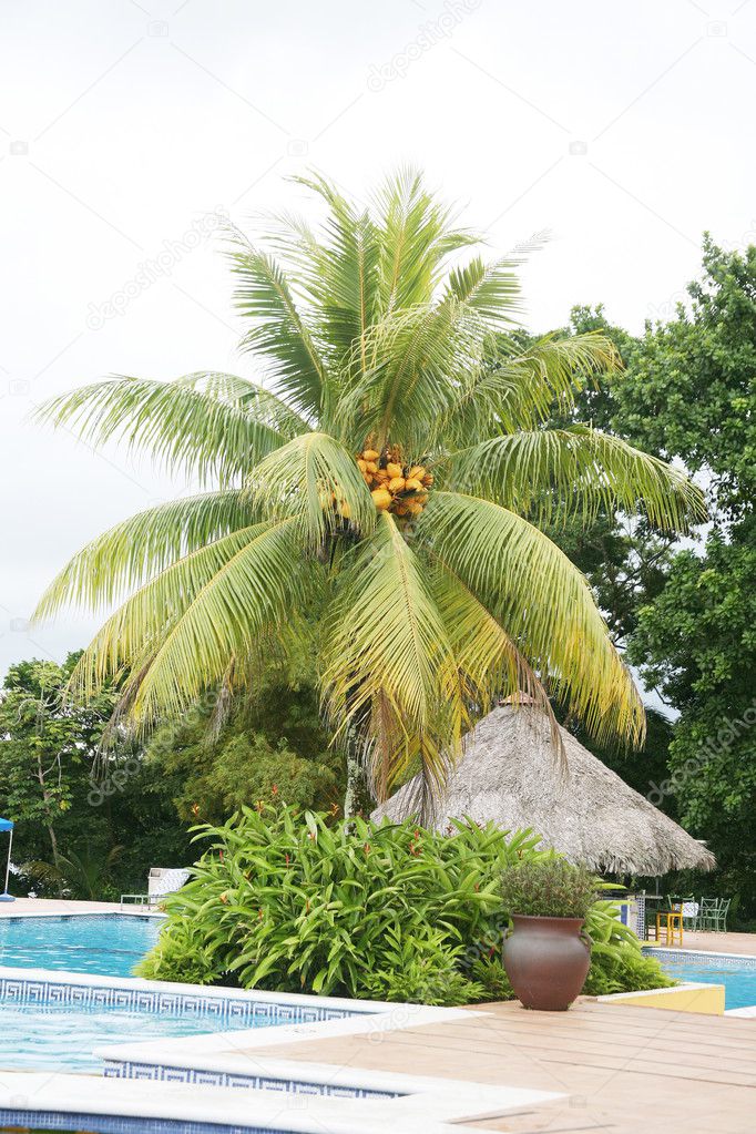 Swimming pool next to a huge palm tree