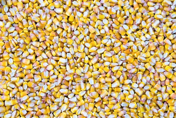 Corn seed texture, agriculture background — Stock Photo, Image