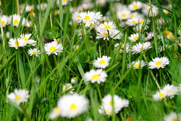 stock image Field flowers