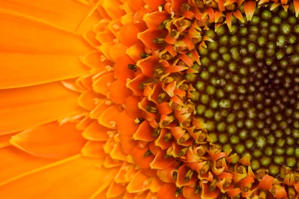 stock image Gerber flower