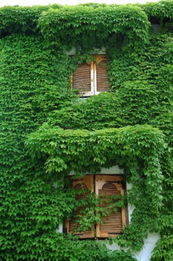 Ivy house duvar