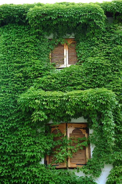 Ivy pared de la casa —  Fotos de Stock