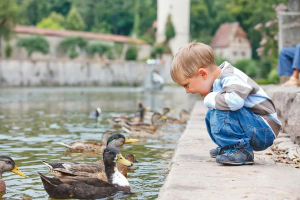 Милий маленький хлопчик годує качок — стокове фото