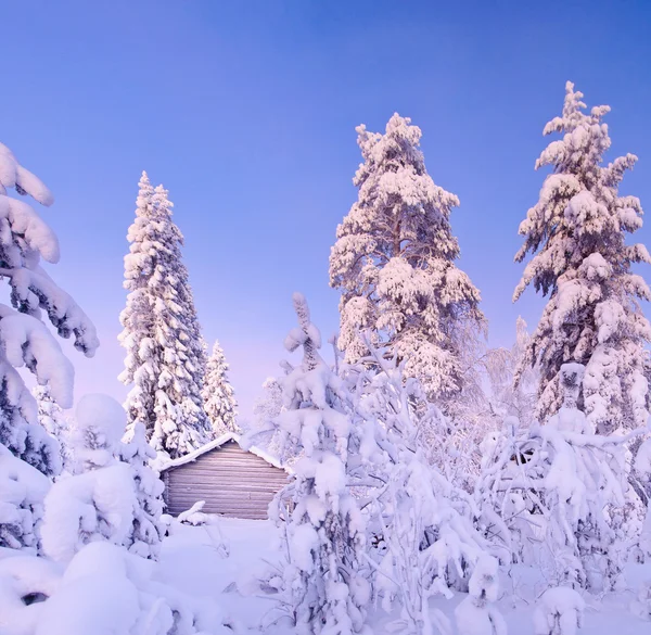 Wintermärchenwald mit Kiefern — Stockfoto