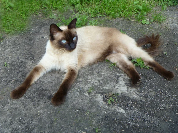 Kočka s vrstevníky modré oko do strany — Stock fotografie