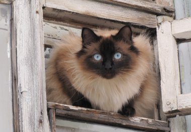 kedi mavi gözlü küçük bir menteşeli pencere bölmesinden görünüyor