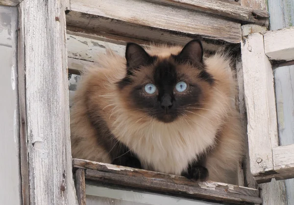 Kočka s modrým okem vypadá z malé sklopné okenní tabuli — Stock fotografie