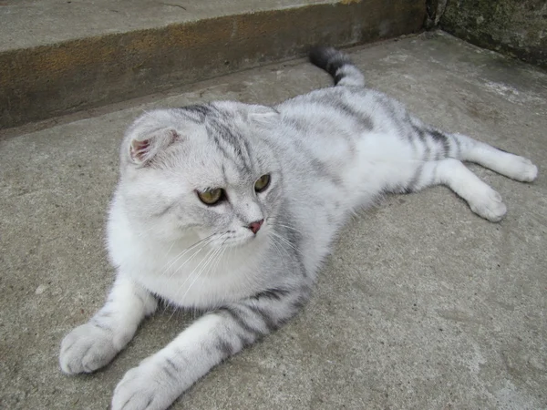 Striped cat — Stock Photo, Image