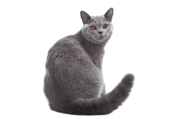 Junge britische blaue Katze sitzt auf isolierten weißen — Stockfoto
