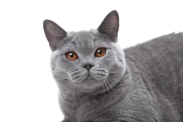 Retrato do jovem gato azul britânico em branco isolado — Fotografia de Stock