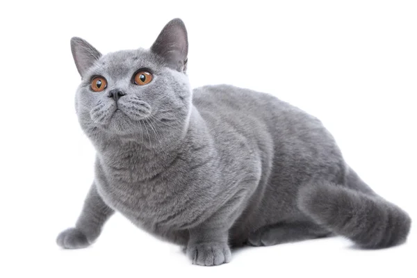 Британская голубая кошка охотится на белых — стоковое фото