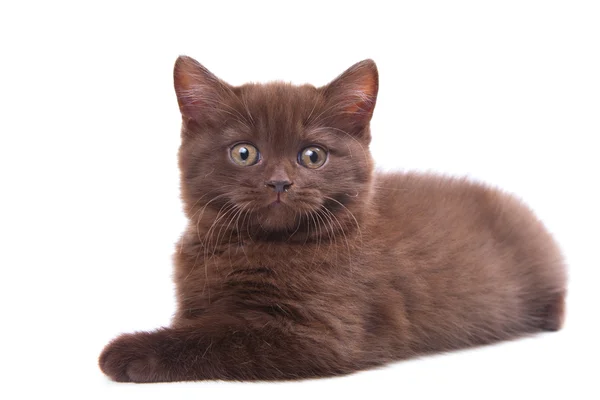 Kastanienfarbenes britisches Kätzchen liegt auf isoliertem Weiß — Stockfoto