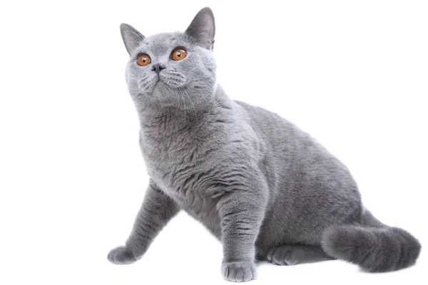 Britisch blaue Katze jagt auf isoliertem Weiß — Stockfoto