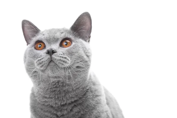 Närbild porträtt av brittiska blå katt på isolerade vit — Stockfoto