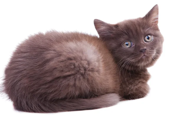 Chestnut British kitten lying on isolated white — Stock Photo, Image
