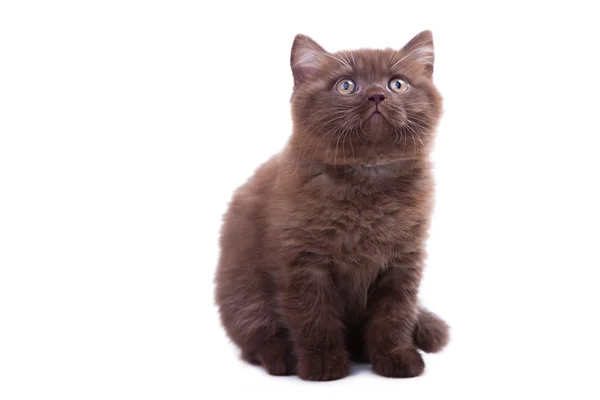 Kastanienfarbenes britisches Kätzchen liegt auf isoliertem Weiß — Stockfoto